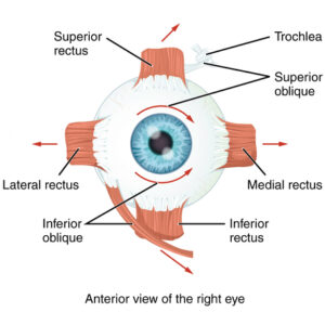 image of the extra ocular eye muscles