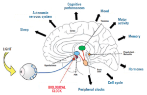 Hand drawn image showing how light enters the brain and affects the body